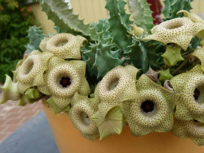 Huernia brevirostris