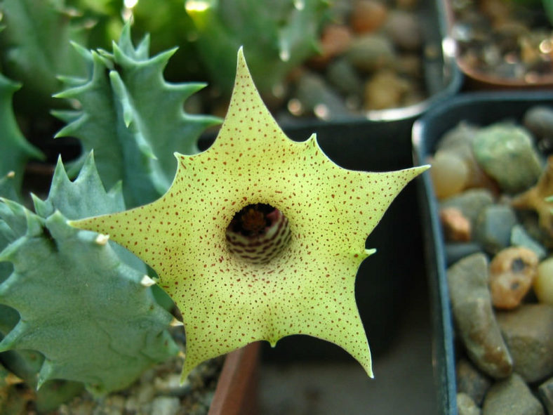 Huernia brevirostris