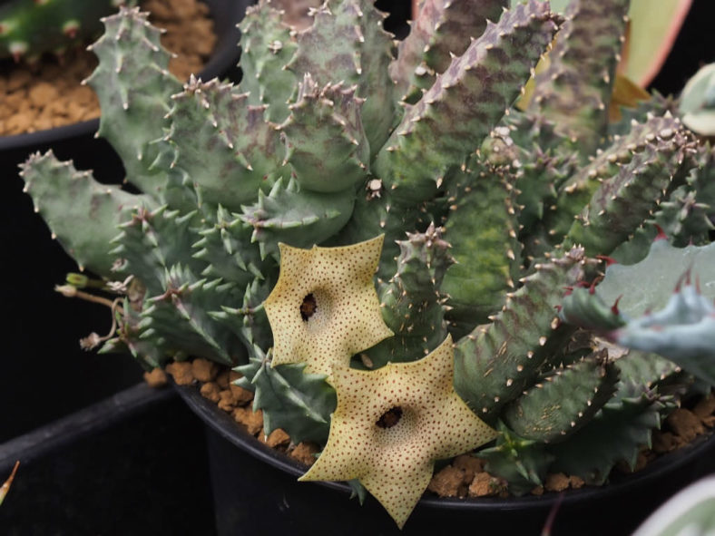 Huernia brevirostris