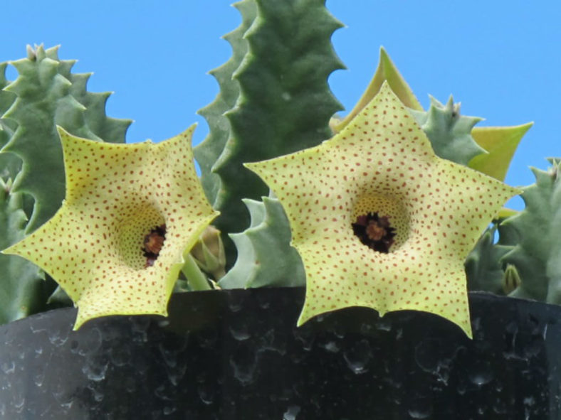 Huernia brevirostris