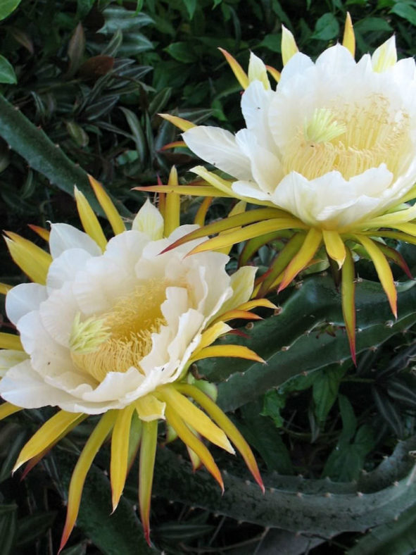 Hylocereus costaricensis (Costa Rica Nightblooming Cactus)