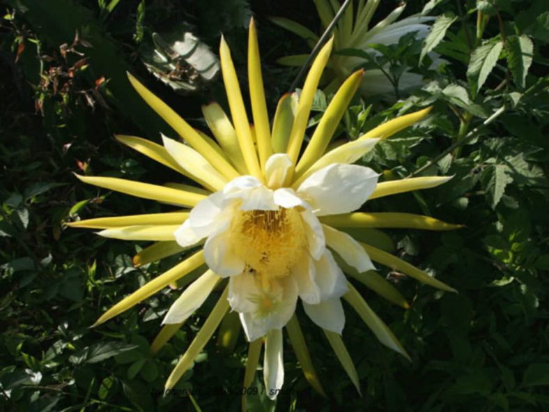 Hylocereus costaricensis (Costa Rica Nightblooming Cactus)