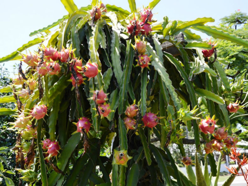 Hylocereus costaricensis (Costa Rica Nightblooming Cactus)