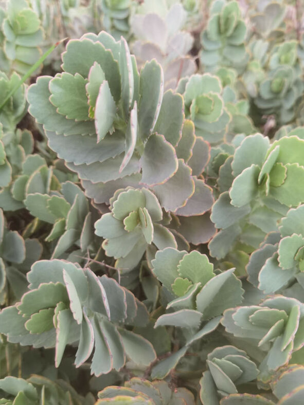 Kalanchoe fedtschenkoi (Lavender Scallops)