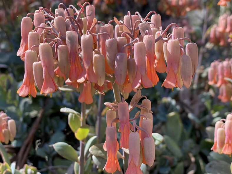 Kalanchoe fedtschenkoi (Lavender Scallops)