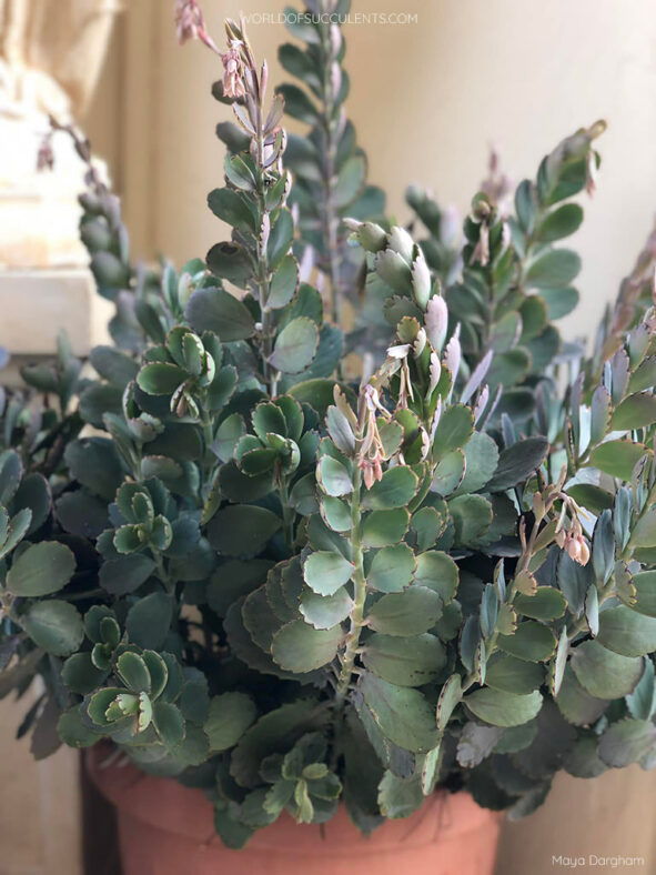 Kalanchoe fedtschenkoi (Lavender Scallops)