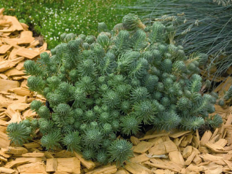 Petrosedum forsterianum (Rock Stonecrop) aka Sedum forsterianum