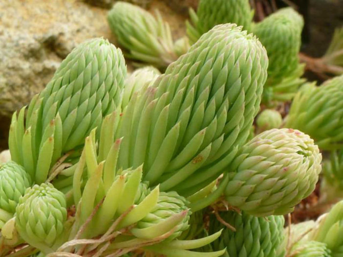 Petrosedum forsterianum (Rock Stonecrop) aka Sedum forsterianum