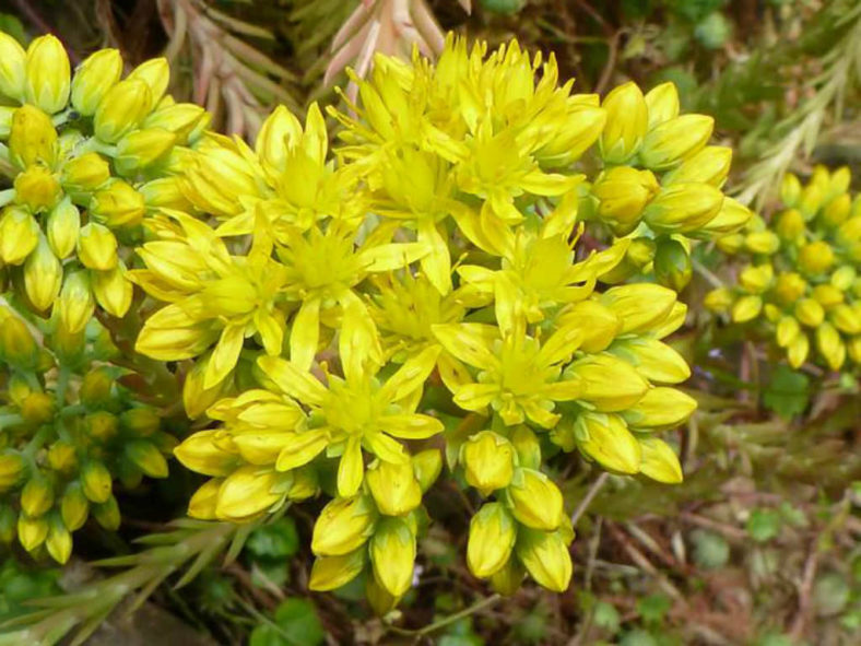 Petrosedum forsterianum (Rock Stonecrop) aka Sedum forsterianum