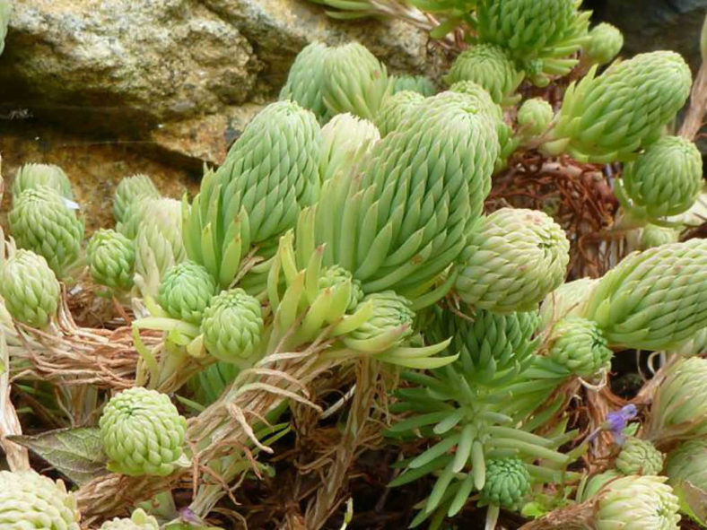 Petrosedum forsterianum (Rock Stonecrop) aka Sedum forsterianum