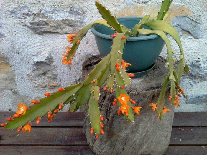 Pfeiffera monacantha aka Lepismium monacanthum or Rhipsalis monacantha