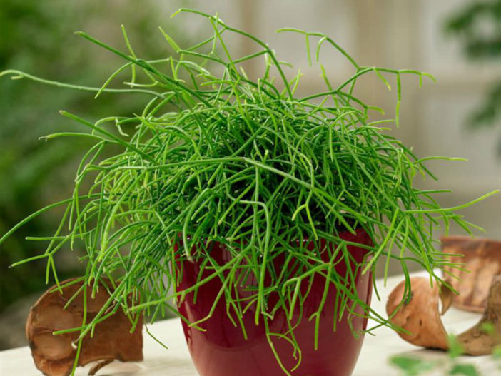 Rhipsalis burchellii (Mistletoe Cactus)