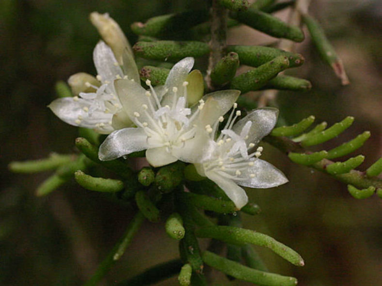 Rhipsalis mesembryanthemoides (Clumpy Mistletoe Cactus)