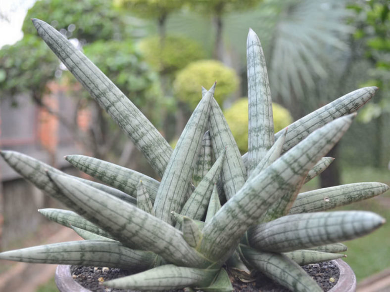 Sansevieria cylindrica var. patula 'Boncel' (Spear Orchid)