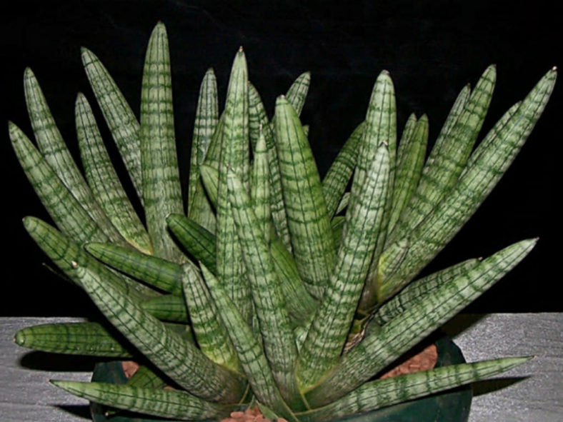 Sansevieria cylindrica var. patula 'Boncel' (Spear Orchid)