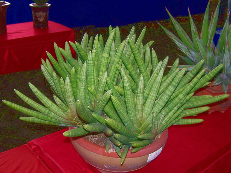 Sansevieria cylindrica var. patula 'Boncel' (Spear Orchid)