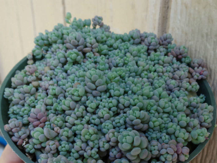 Sedum dasyphyllum 'Minor' (Corsican Stonecrop)