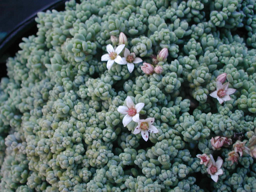 Sedum dasyphyllum 'Minor' - Corsican Stonecrop | World of Succulents