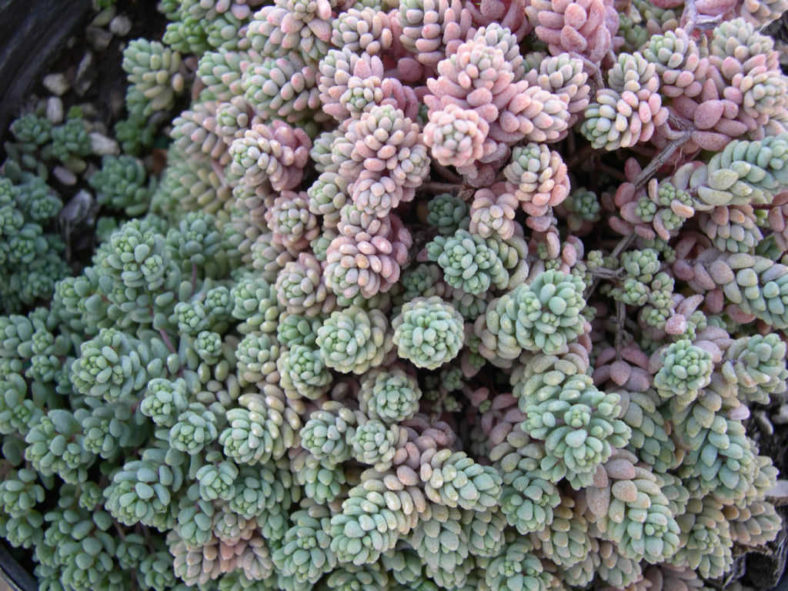 Sedum dasyphyllum 'Minor' (Corsican Stonecrop)