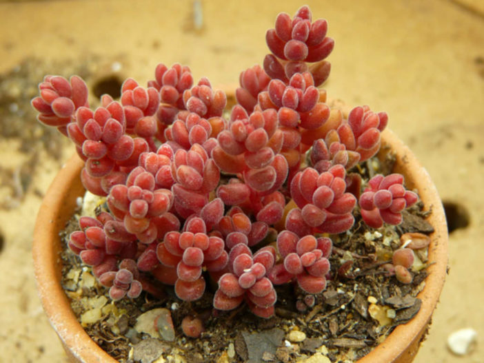 Sedum stahlii (Mexican Sedum)