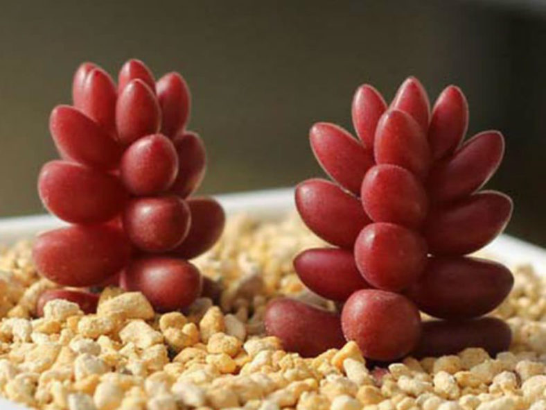 Sedum stahlii (Mexican Sedum)