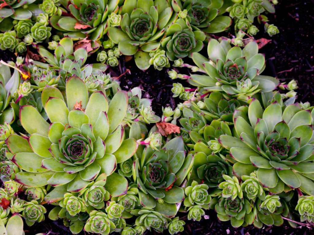 How to Grow and Care for a Common Houseleek   World of Succulents