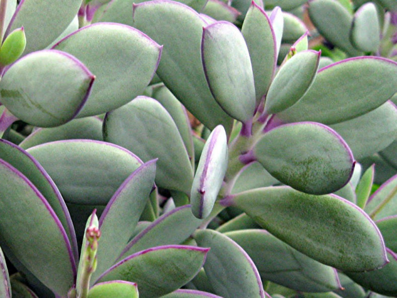 Senecio crassissimus (Vertical Leaf Senecio)