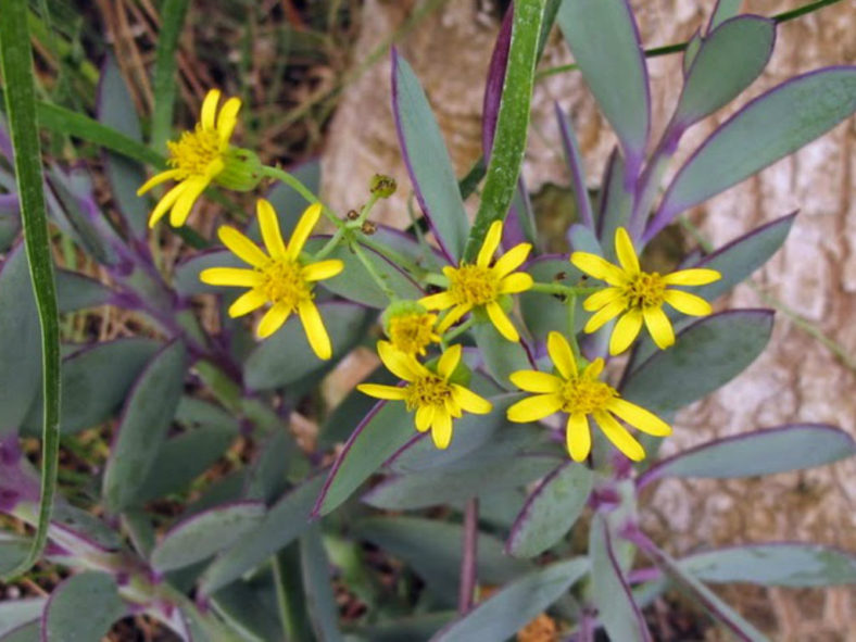 Senecio crassissimus (Vertical Leaf Senecio)