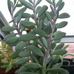 Senecio crassissimus - World of Succulents