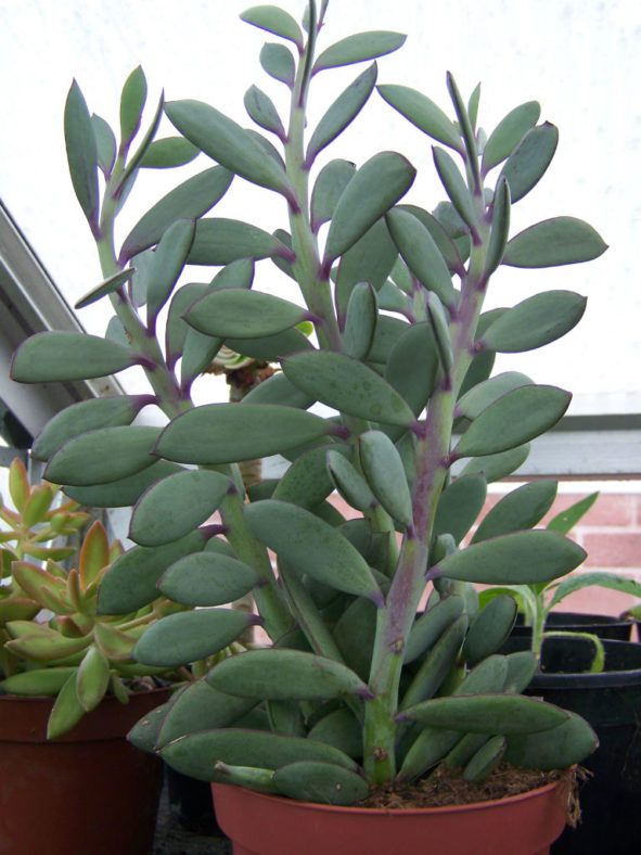 Senecio crassissimus (Vertical Leaf Senecio)