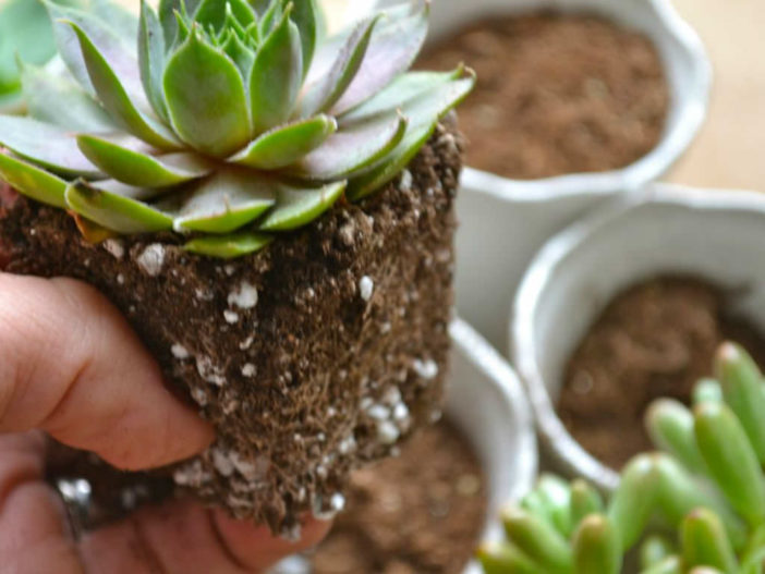 أفضل مزيج تربة للعصارة Soil-Mix-for-Succulents-702x527