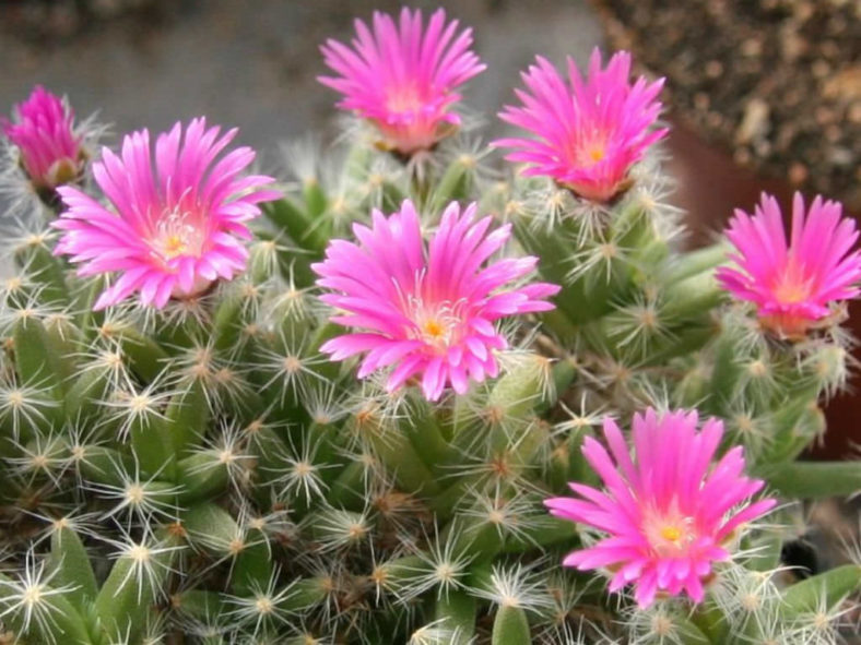 Trichodiadema densum (Miniature Desert Rose)