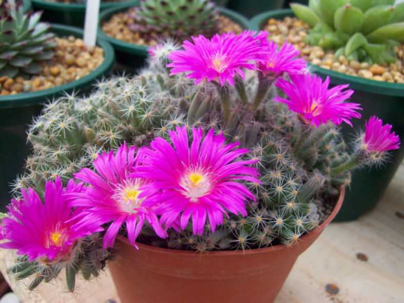 Trichodiadema densum (Miniature Desert Rose)