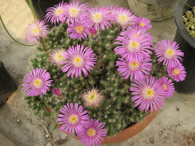 Trichodiadema densum (Miniature Desert Rose)