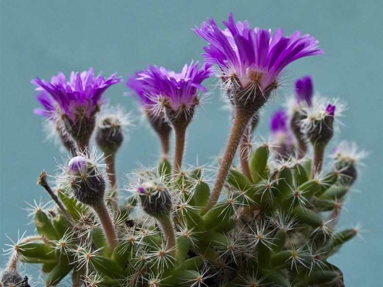 Trichodiadema densum (Miniature Desert Rose)