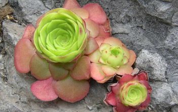 Aeonium glandulosum (Disc Houseleek) Aeonium glandulosum (Disc Houseleek)