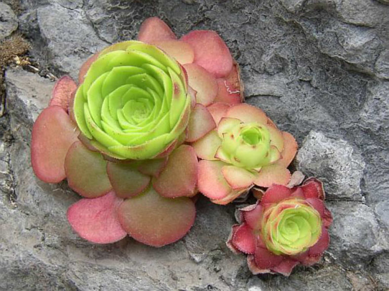 Aeonium glandulosum (Disc Houseleek)