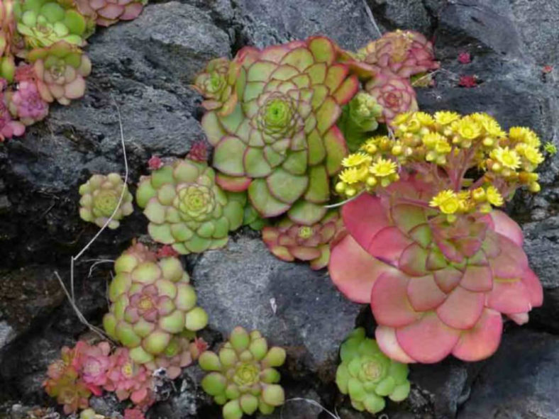 Aeonium glandulosum (Disc Houseleek)