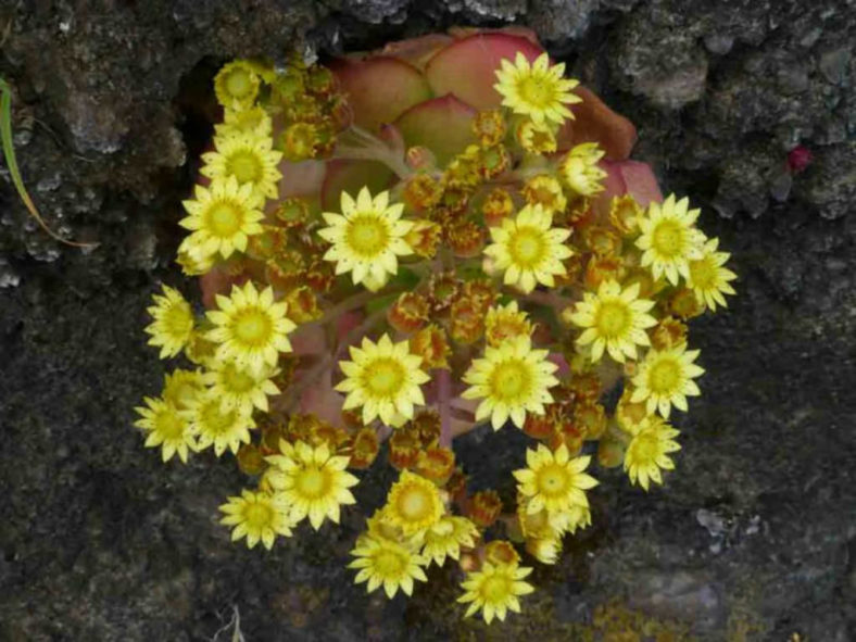 Aeonium glandulosum (Disc Houseleek)