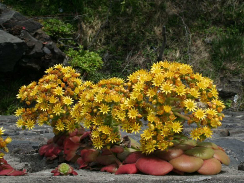 Aeonium glandulosum (Disc Houseleek)