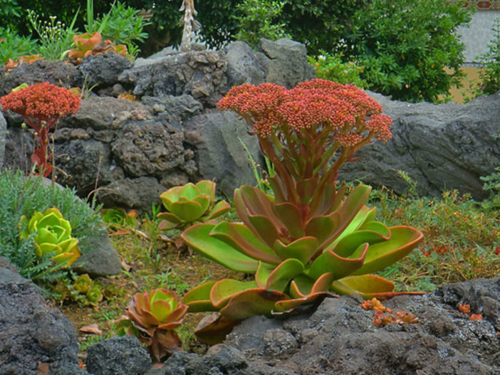 Aeonium nobile (Noble Aeonium)