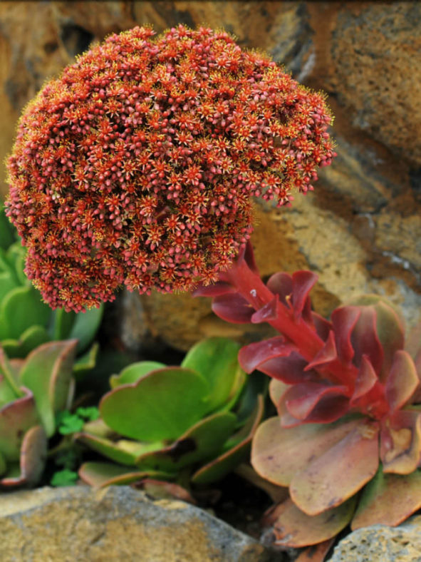 Aeonium nobile (Noble Aeonium)