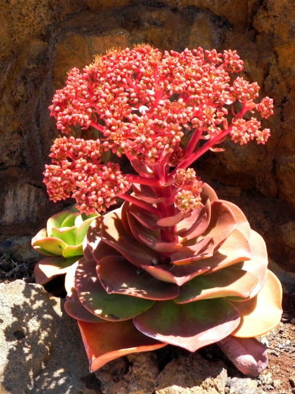 Aeonium nobile (Noble Aeonium)