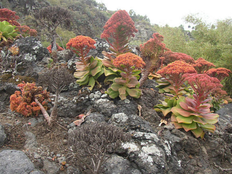 Aeonium nobile (Noble Aeonium)