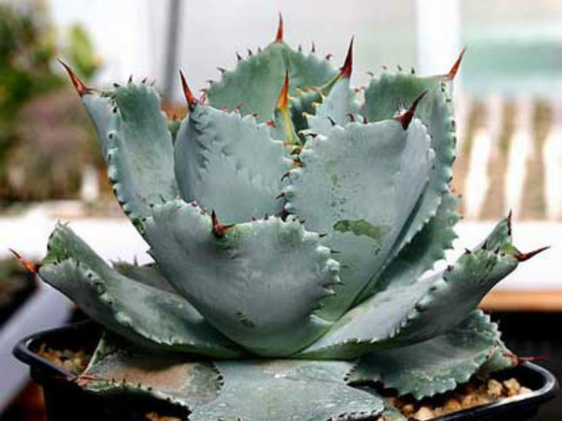 Agave isthmensis (Dwarf Butterfly Agave)