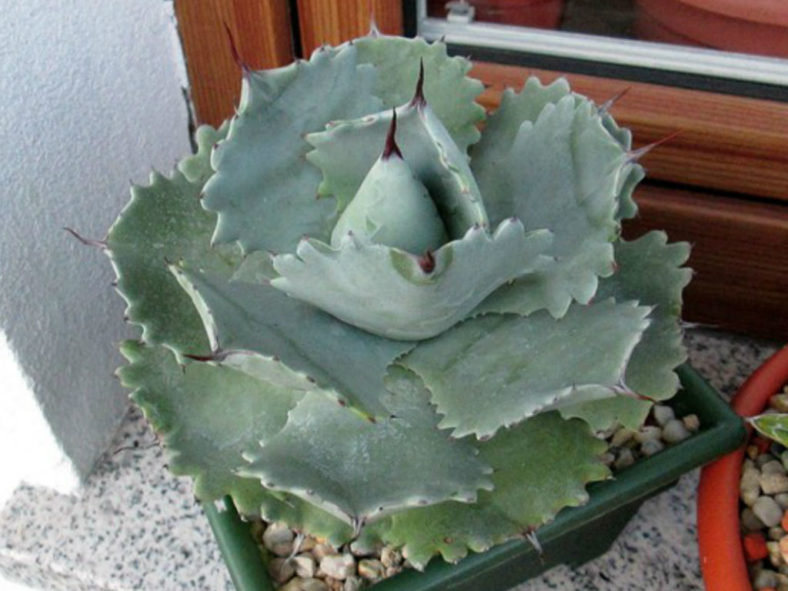 Agave isthmensis (Dwarf Butterfly Agave)