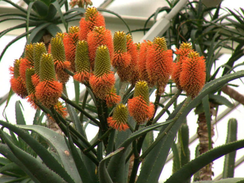 Aloe rupestris (Bottlebrush Aloe)