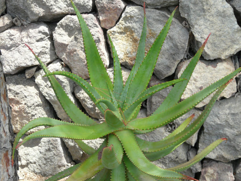 Aloe rupestris (Bottlebrush Aloe)