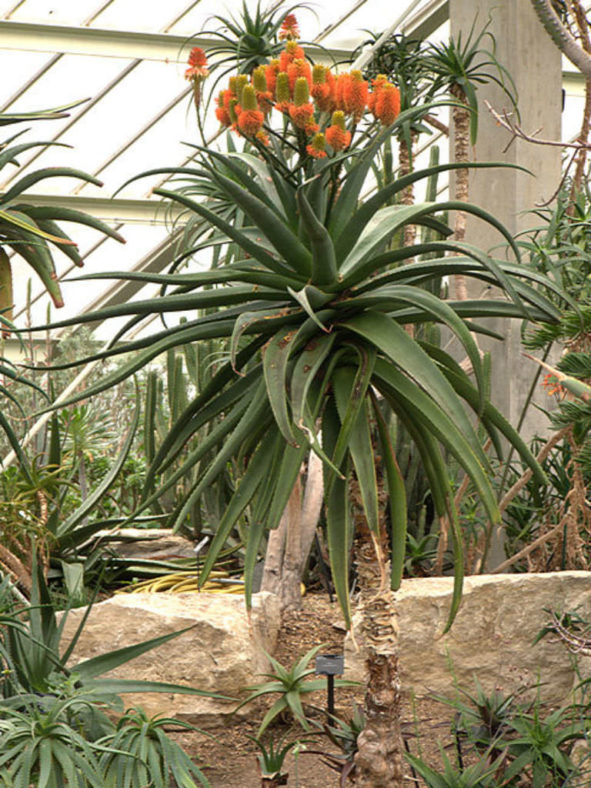 Aloe rupestris (Bottlebrush Aloe)