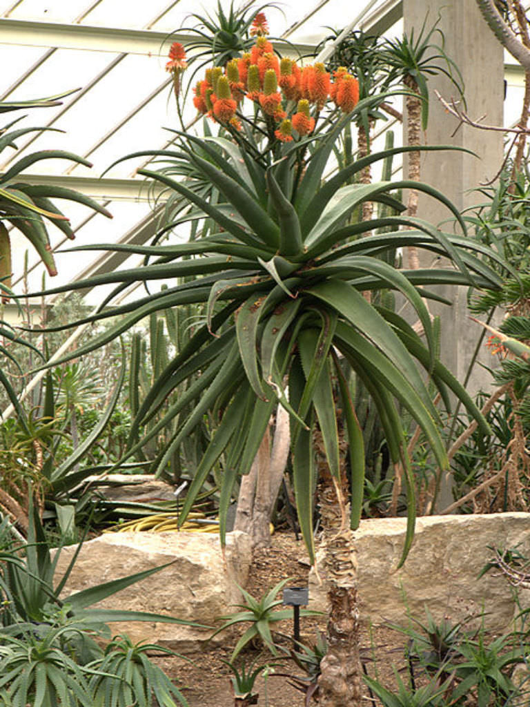 Aloe rupestris (Bottlebrush Aloe) World of Succulents